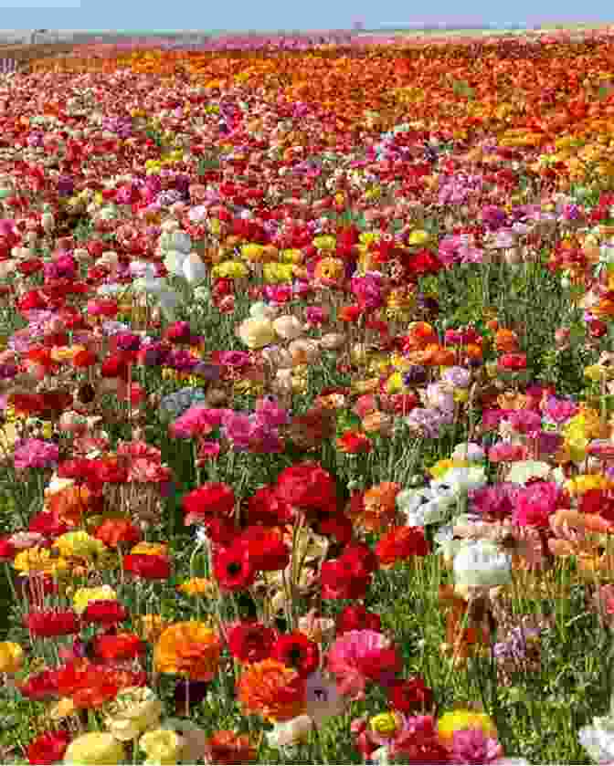 A Field Of Colorful Flowers In Bloom Simple Pleasures Of The Garden: Stories Recipes Crafts From The Abundant Earth (Simple Pleasures Series)