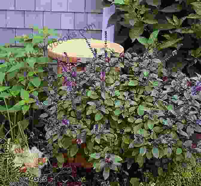 Basil Plant With Green Leaves And Purple Flowers Growing Herbs For Aromatherapy (All About Aromatic Herbs)