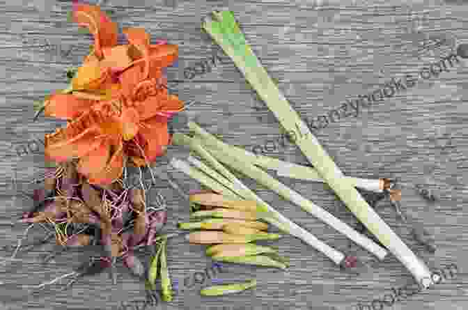 Daylily Food You Can Forage: Edible Plants To Harvest Cook And Enjoy