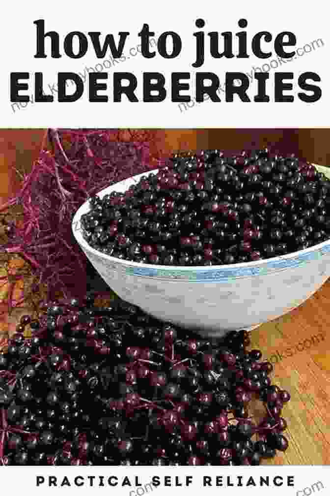 Elderberry Food You Can Forage: Edible Plants To Harvest Cook And Enjoy