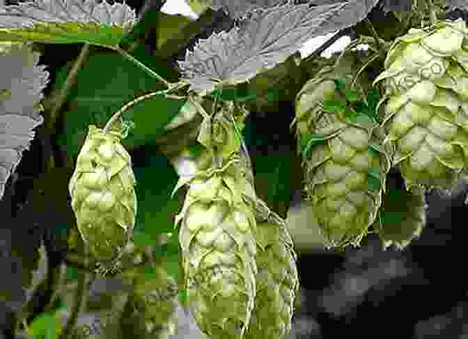 Vibrant Hops And Exotic Spices For Extreme Beer Flavoring Project Extreme Brewing: An Enthusiast S Guide To Extreme Brewing At Home