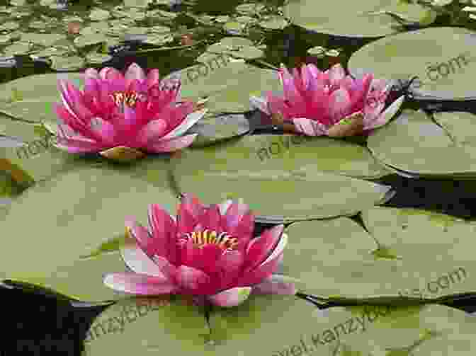 Water Lilies Floating In A Pond Simple Pleasures Of The Garden: Stories Recipes Crafts From The Abundant Earth (Simple Pleasures Series)